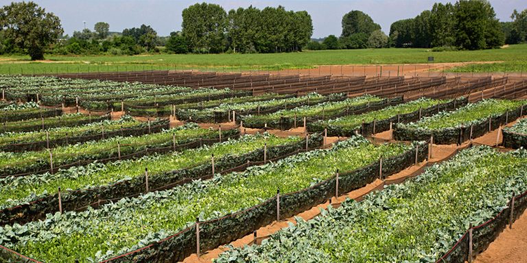 Elicicoltura. Un disegno di legge dedicato al settore, presto la legge per l’allevamento