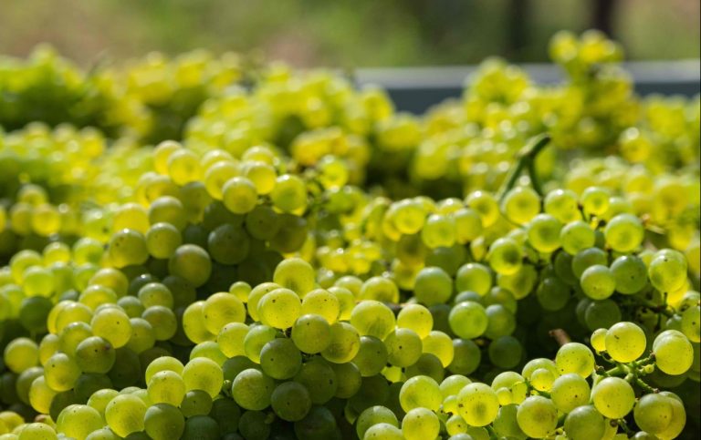 In Sicilia già si vendemmia. Caldo ed incognite, Coldiretti: Italia divisa in due. Ecco la mappa