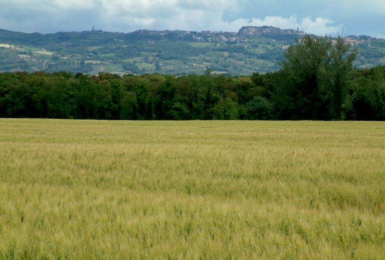 Seme certificato o reimpiego aziendale: il vademecum per il cerealicoltore di Assosementi