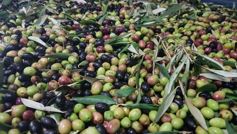 Crisi olio extravergine d’oliva: dalla Puglia (66% produzione) un patto etico per il rilancio. Insieme produttori, frantoiani, trasformatori e industriali