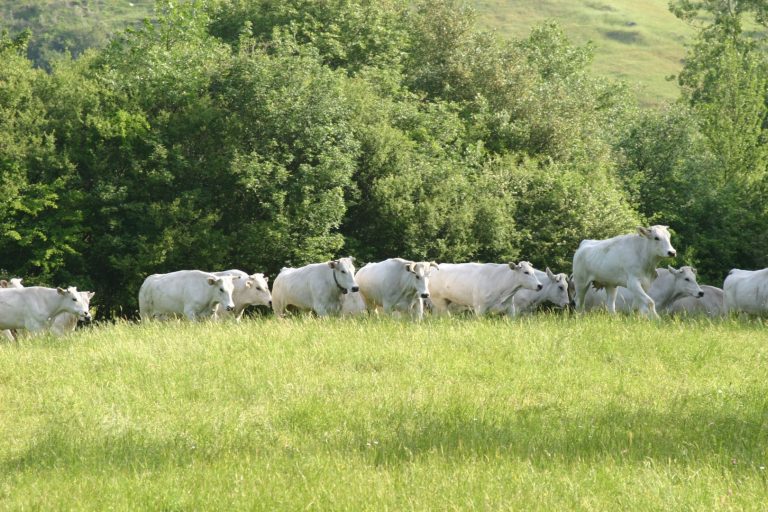 Hamburger con 100% di carne certificata per rilancio della Chianina. Proposta Anabic contro costi di produzione alle stelle e redditi in calo