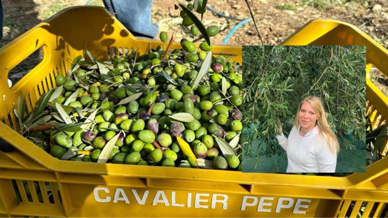 L’Irpinia che profuma di extravergine d’oliva: qualità e sostenibilità per l’olio di Tenuta Cavalier Pepe. Nel segno dell’autoctona Ravece