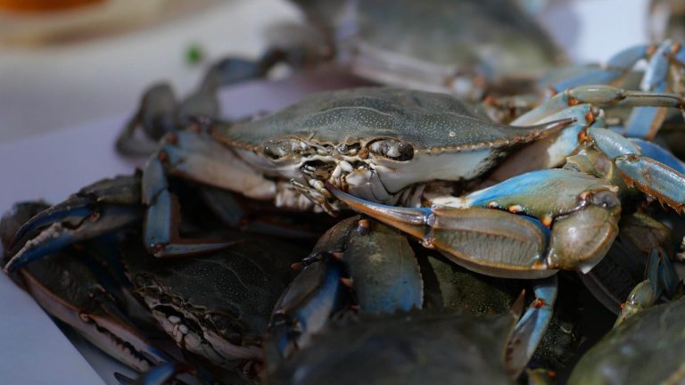 Un milione di euro per sostenere la raccolta del granchio blu. L’Emilia-Romagna rafforza gli strumenti di lotta all’invasione