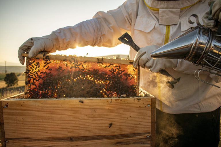 In Toscana oltre 1 milione di euro per l’apicoltura