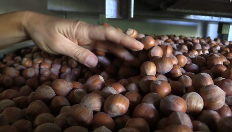 Macfrut. Ismea: l’Italia investe sulla frutta in guscio, ma il clima taglia le rese e riduce la produzione