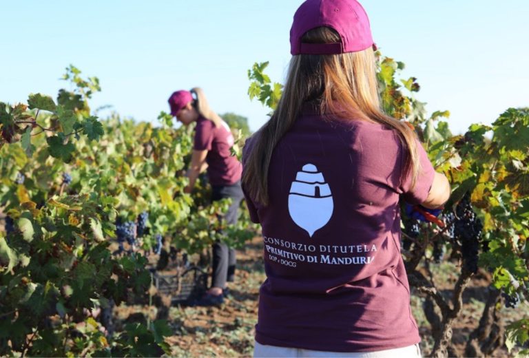 Vendemmia. Ecco quella del Primitivo di Manduria con qualità eccellente in una stagione particolare