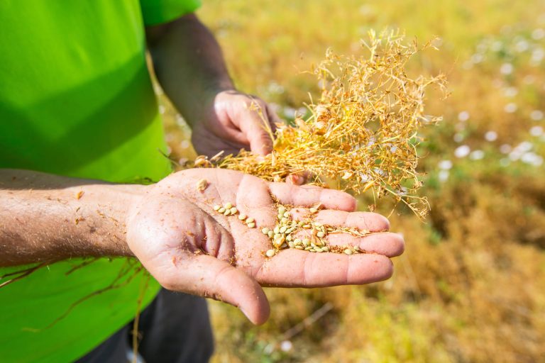 Agricoltura rigenerativa: al via il progetto sperimentale di Andriani con il supporto di xFarm Technologies