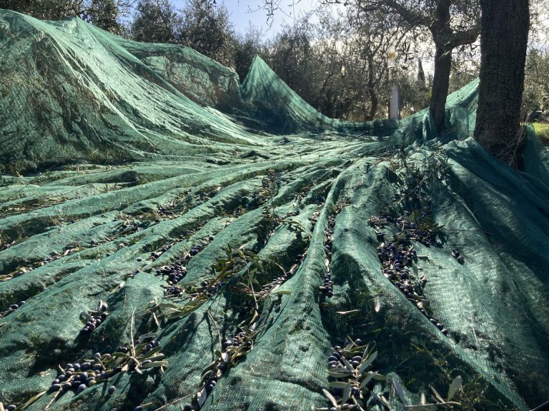 Raccolta olive in Emilia Romagna: si chiude con un calo del 70 per cento di olio. Ecco la mappa con rese e quantità