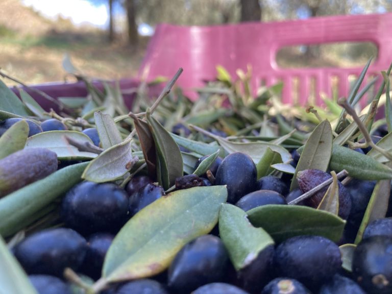 Olio extravergine, stime sbagliate manca un terzo di olive. Il raccolto si ferma a 192 mila tonnellate, quasi metà dalla Puglia