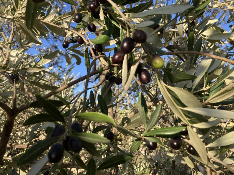 Olio. Olive resistenti a siccità, gelate e insetti patogeni: collezione CREA (600 varietà) a breve nella Banca internazionale COI del germoplasma di olivo