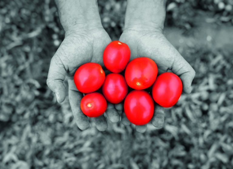 Il Rosso di Bayer. Dalla ricerca un pomodoro da industria sostenibile grazie all’agricoltura di precisione