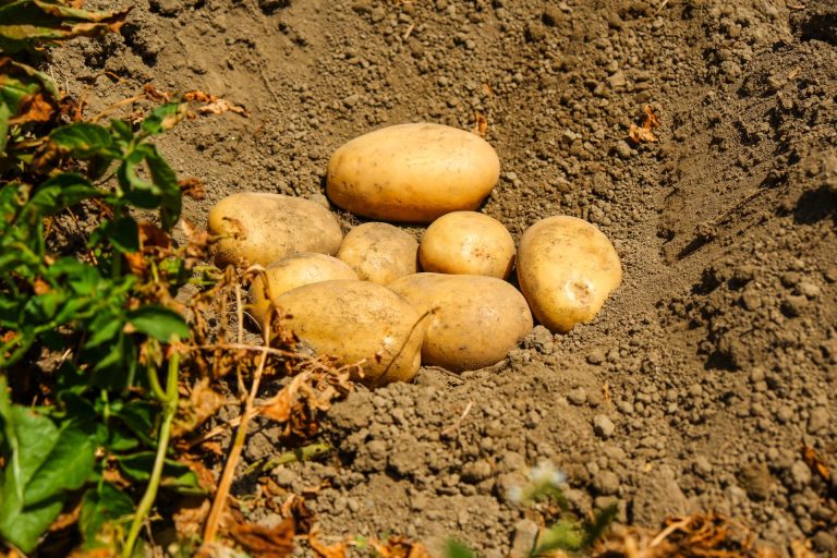 UNAPA presenta le patate contro la siccità e resistenti ai parassiti