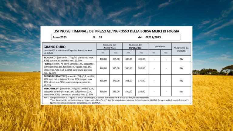 Grano duro, quotazioni invariate (8 novembre 2023) a Borsa Merci Foggia. Il Fino resta a 380-385 euro/t., stabile anche il bio