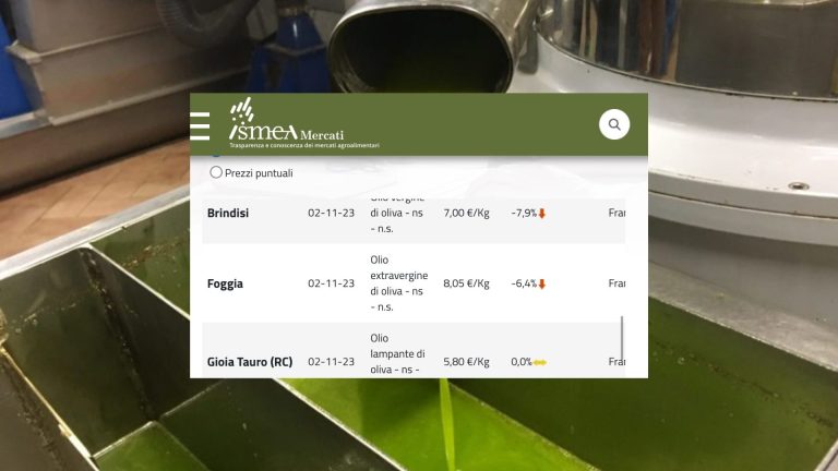 Prezzi olio d’oliva e extravergine (7 novembre 2023): quotazioni in calo in gran parte delle 16 piazze italiane. Stabili le dop