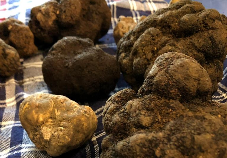 Tartufo Abruzzo: nel 2022 raccolti 800 quintali per 5,1 milioni di euro, con 3.800 tartufai registrati