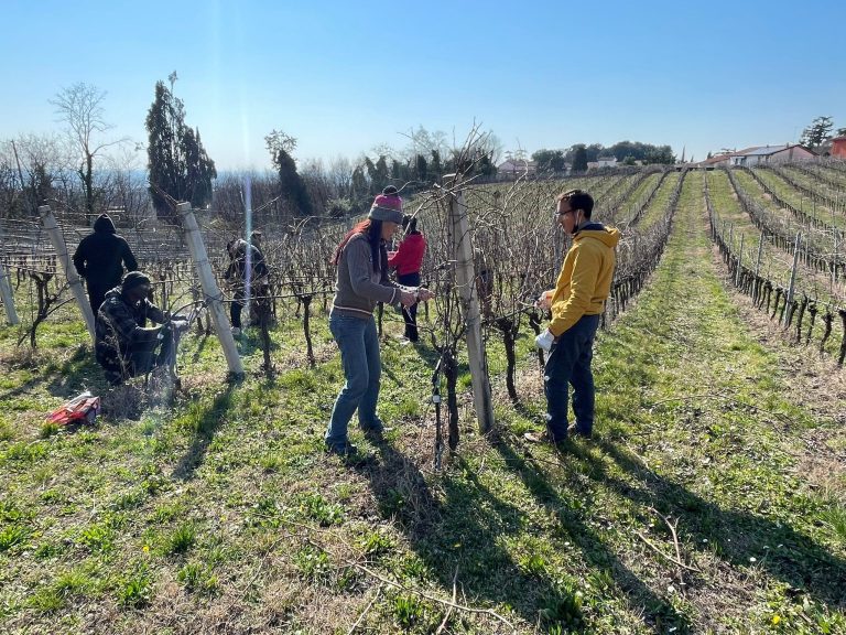 Viticoltura nel Veronese: non bastano i 180 i potatori formati da Agribi. Per le aziende ne servono ancora