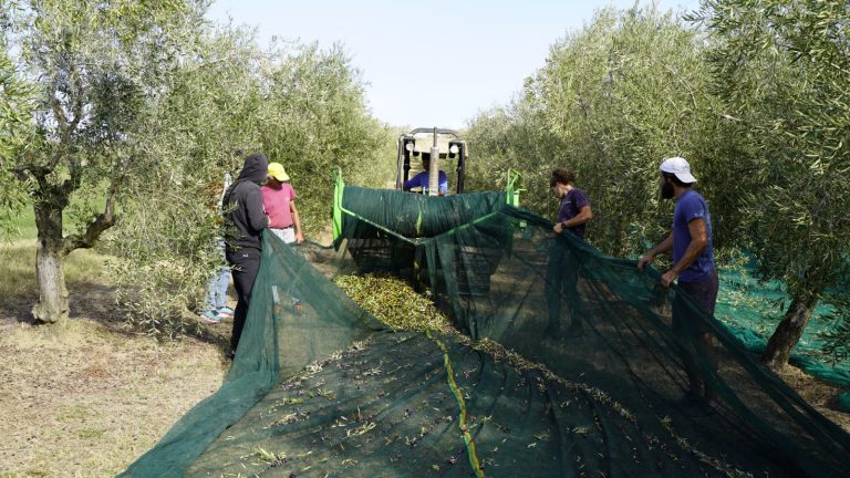 Poche olive ma olio di alta qualità. In Emilia Romagna l’annata più scarsa degli ultimi 15 anni