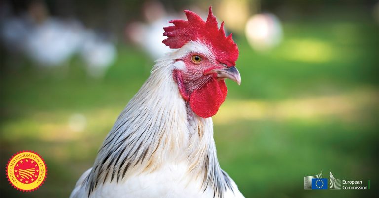 Nuova DOP per la Francia: riconosciuto il Pollo dei Borbonais