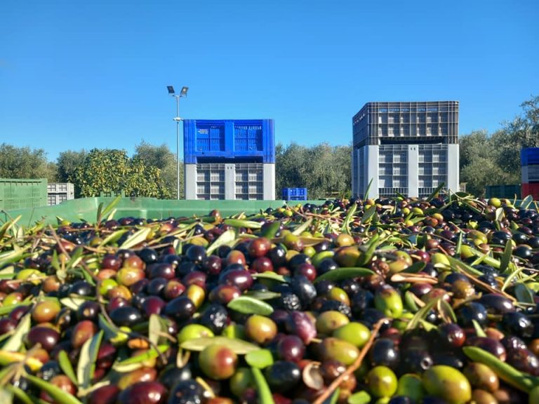 Olio extravergine d’oliva, Cia Toscana: focus su remunerazione aziende, qualità e accordi di filiera