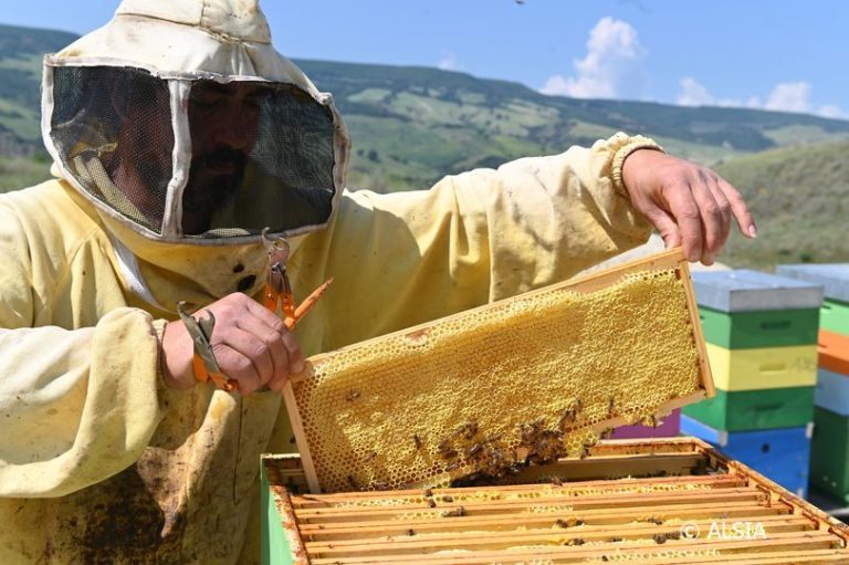 L’apicoltura lucana tra successi e sfide. Il 18 Dicembre a Matera esperti, istituzioni e imprenditori