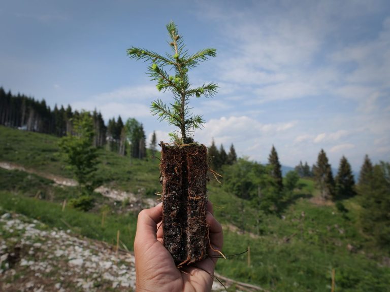 L’Asiago DOP pianta una foresta di 1000 piante nella zona di Vaia, colpita dal tornado nel 2018