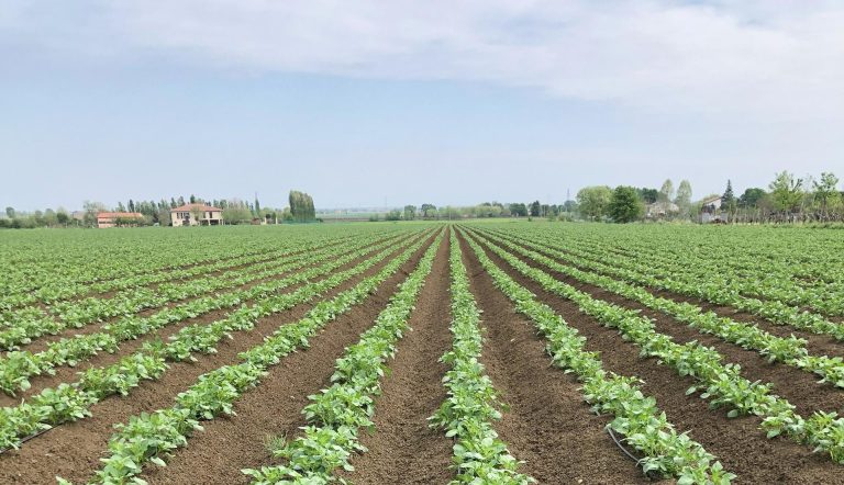 Al via gli acconti sulle patate: dalla Borsa di Bologna 0,44 euro/kg alla prima erogazione