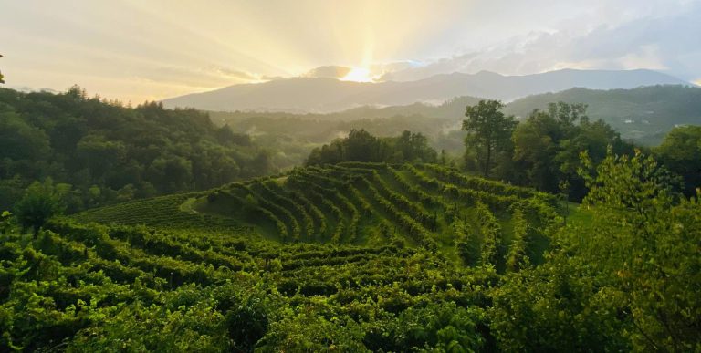 Con 15 mln di quintali di uva raccolta all’anno il Veneto si conferma un distretto vinicolo importante. Il 21 dicembre il report 2023