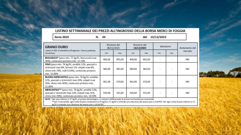 Grano duro, quotazioni (13 dicembre) stabili da fine ottobre. Il Fino resta bloccato a 380-385 euro/t.