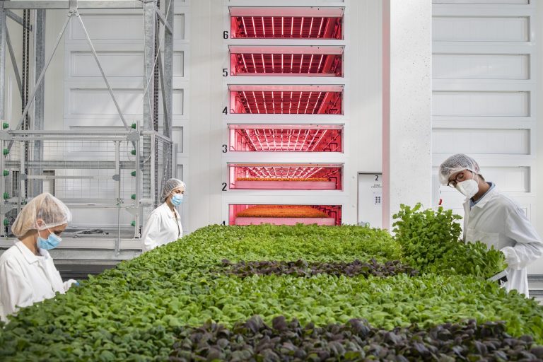 Dalla Vertical Farm un contributo alle energie sostenibili. Il progetto di Agricola Moderna