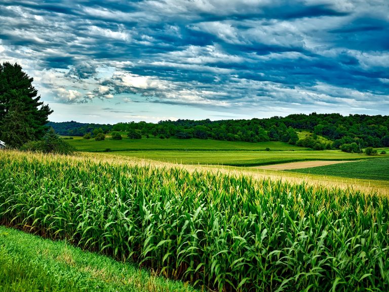 Cereali: innovare e rafforzare la filiera per dare valore a produzione. Convegno Cia Toscana a Grosseto