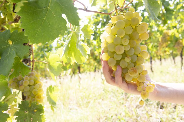 Il Gavi DOC festeggia 50 anni di storia. Oggi un patrimonio da 14 milioni di bottiglie, 1600 ettari e oltre 180 produttori