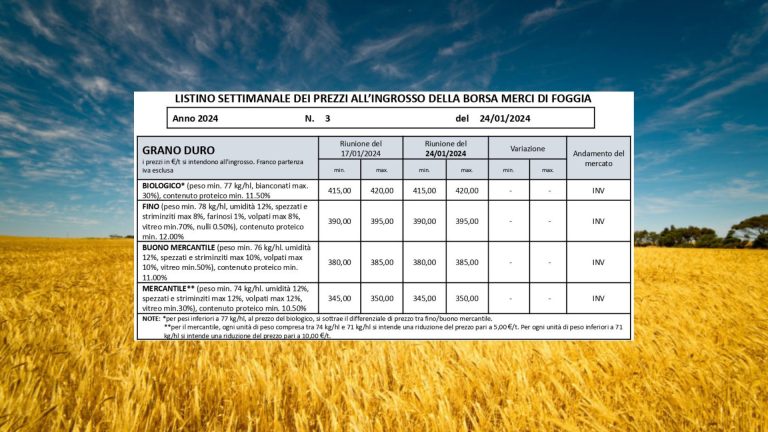 Grano duro: quotazioni stabili (24 gennaio) a Borsa Merci Foggia. Il Fino resta a 390-395 euro a tonnellata