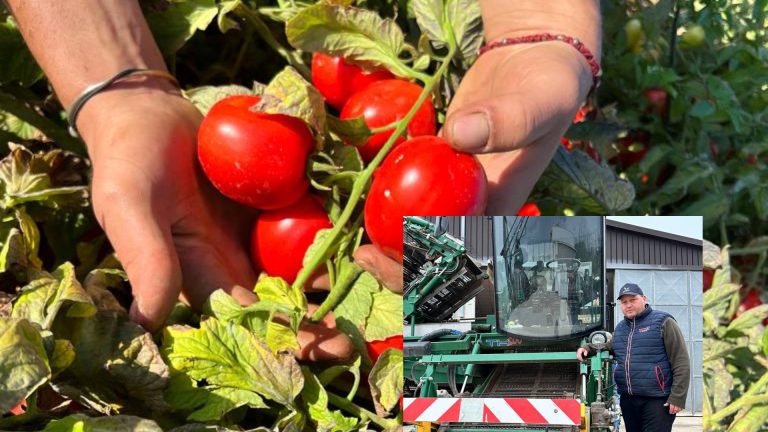 Pomodoro da industria, gli agricoltori producono in perdita. Nel livornese un’azienda fa i conti: costi di produzione sempre più alti