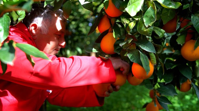 L’Arancia Rossa di Sicilia IGP alla ribalta nell’ultima puntata di “La natura dal campo alla tavola” su 7Gold