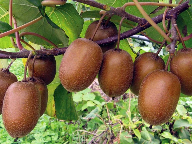 Rinasce il kiwi Hayward. Apofruit rilancia la cultivar che resiste meglio alla siccità