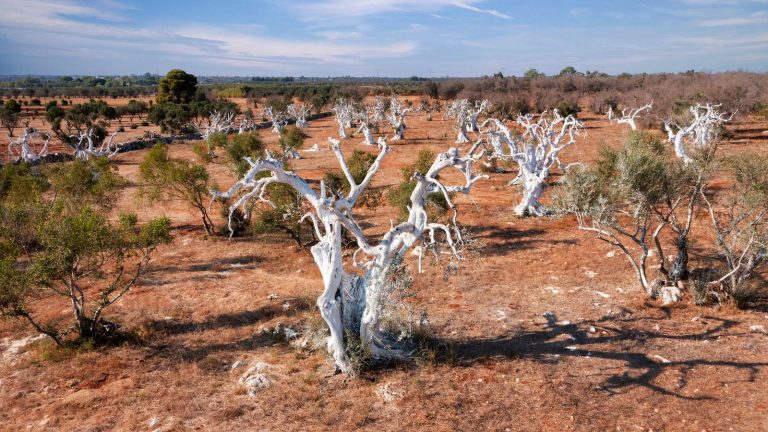 Xylella: si allunga l’elenco dell’UE delle piante che richiedono certificazione anti-batterio