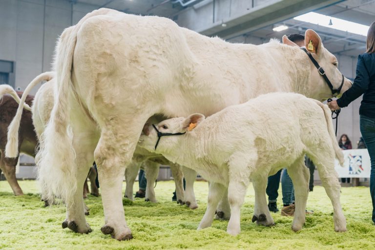 I derivati del latte tengono la crisi internazionale: a Fieragricola il punto della situazione sul settore