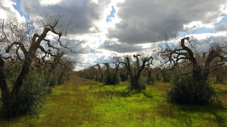 Xylella Fastidiosa: ecco le nuove aree dove è obbligatoria la lavorazione straordinaria