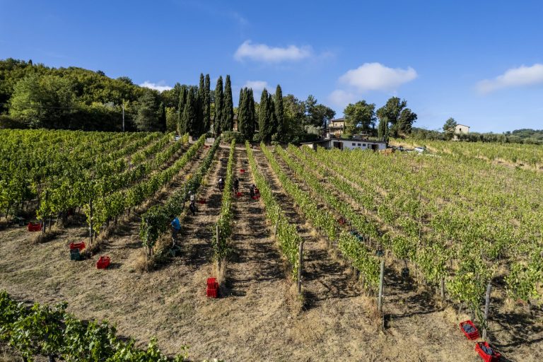 Vino Nobile di Montepulciano Pieve: Conto alla rovescia per l’entrata in commercio il primo gennaio 2025