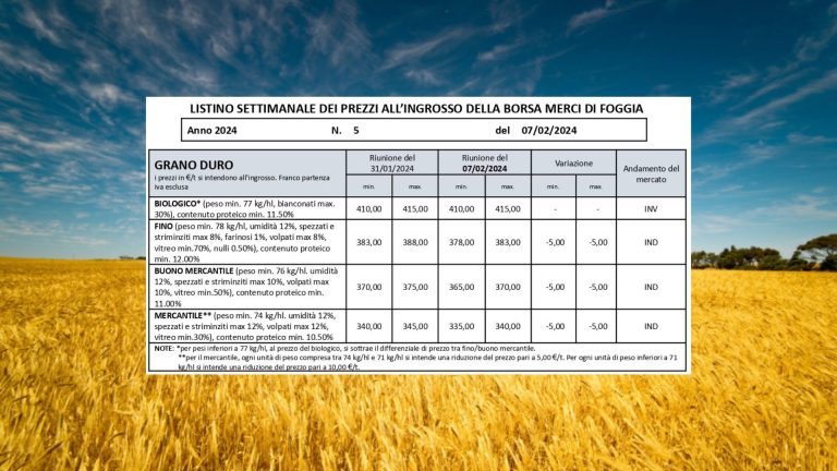 Prezzo del grano duro ancora in calo. A Borsa Merci Foggia (7 febbraio) il Fino scende 378-383 euro/t: -12 euro in 2 settimane