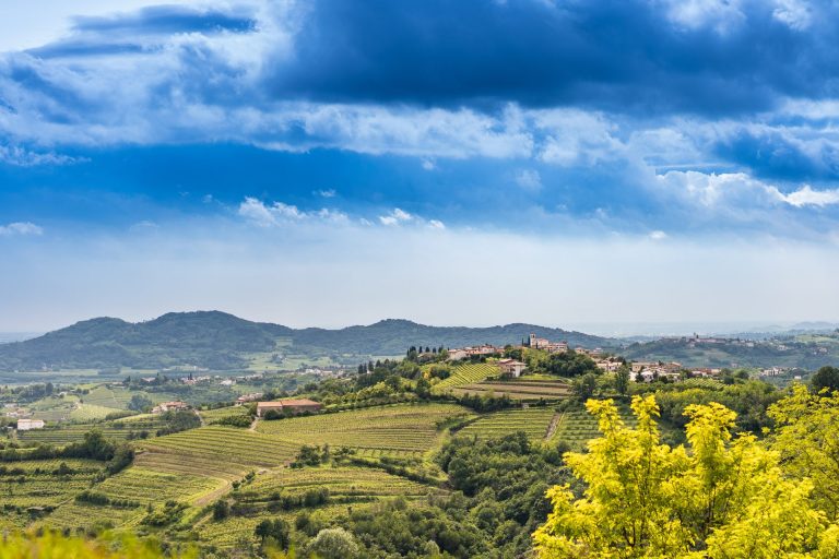 Il Consorzio Tutela Vini Collio festeggia i primi 60 anni di attività. Tra i più longevi d’Italia