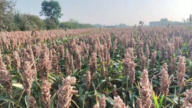 Feed PR. La filiera di produzione di cereali e colture proteiche della Regione Emilia-Romagna per l’alimentazione delle vacche da latte per Parmigiano Reggiano DOP