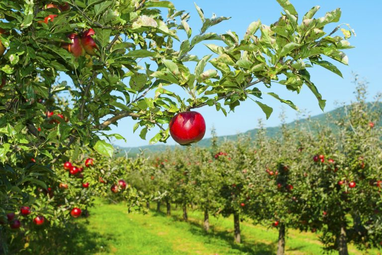 La concimazione organo-minerale per nutrire le pomacee in primavera