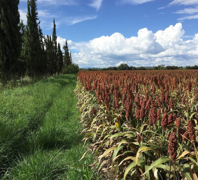 Il sorgo sfida la siccità: fino a 6,5 tonnellate a ettaro (contro le 2,1 del miglio). I risultati del progetto CERTI di Assosementi