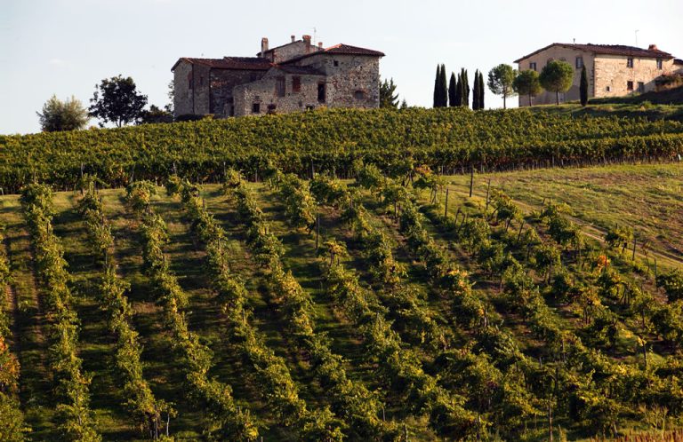 Riconversione e ristrutturazione vigneti: in Toscana stanziati 17 milioni di euro