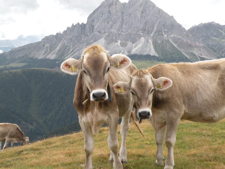 Zootecnia di montagna e sostenibilità dei sistemi produttivi trentini. Convegno 11 marzo alla Fondazione Mach