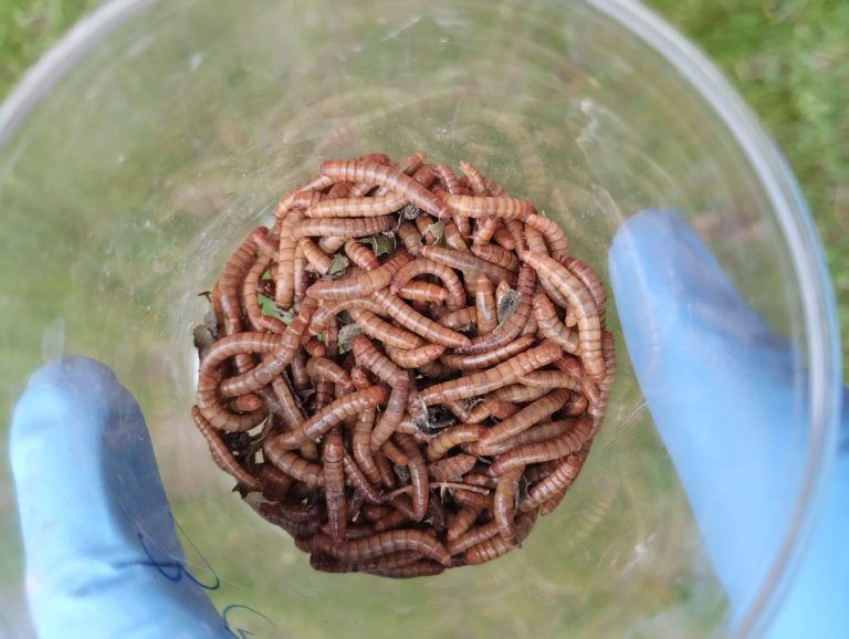 Captive insect. Il progetto che riconverte le celle frigorifere per l’allevamento di insetti a utilizzo foraggi e alimentazione