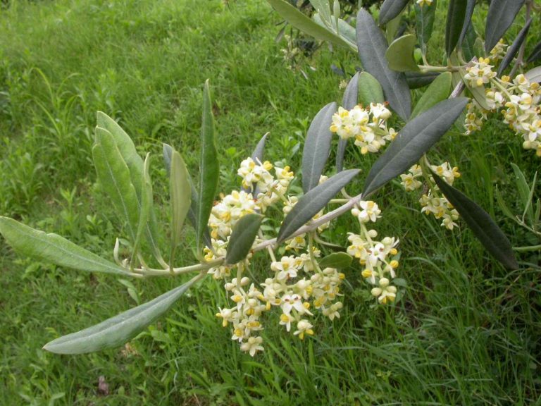 A Civadale del Friuli il 26 marzo una dimostrazione pratica della potatura dell’olivo