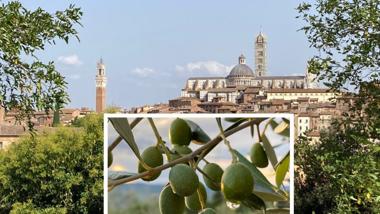 Stati generali olivicoltura: a Siena a fine maggio la prossima riunione del Comitato Consultivo del Consiglio oleicolo Internazionale (COI)