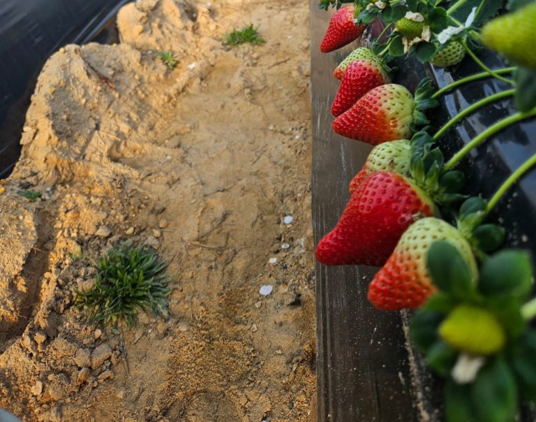 Il CIV lancia SHAYDA, la fragola che resiste al cambiamento climatico